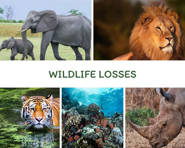 Wildlife losses