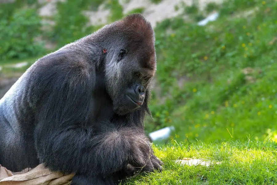 Gorilla project is one conservation story