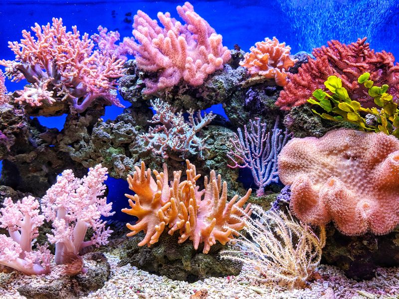 coral reefs as biodiversity