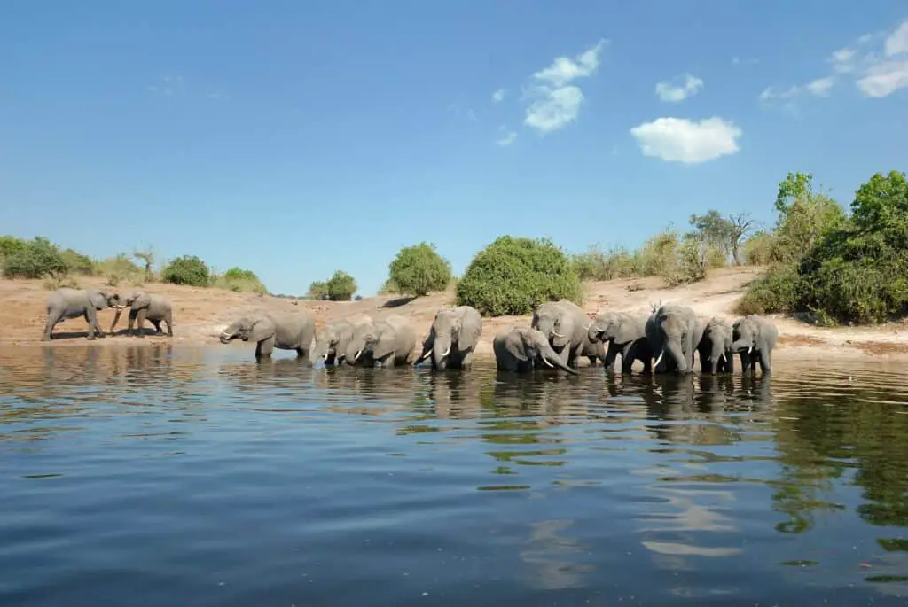 Tourism in Botswana Elephants