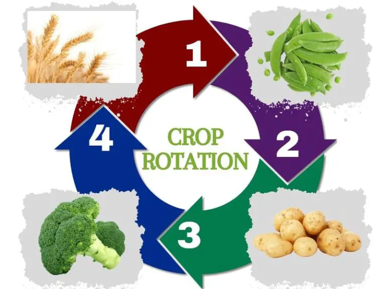 Why Crop Rotation Is Important: Benefits And 5 Systems