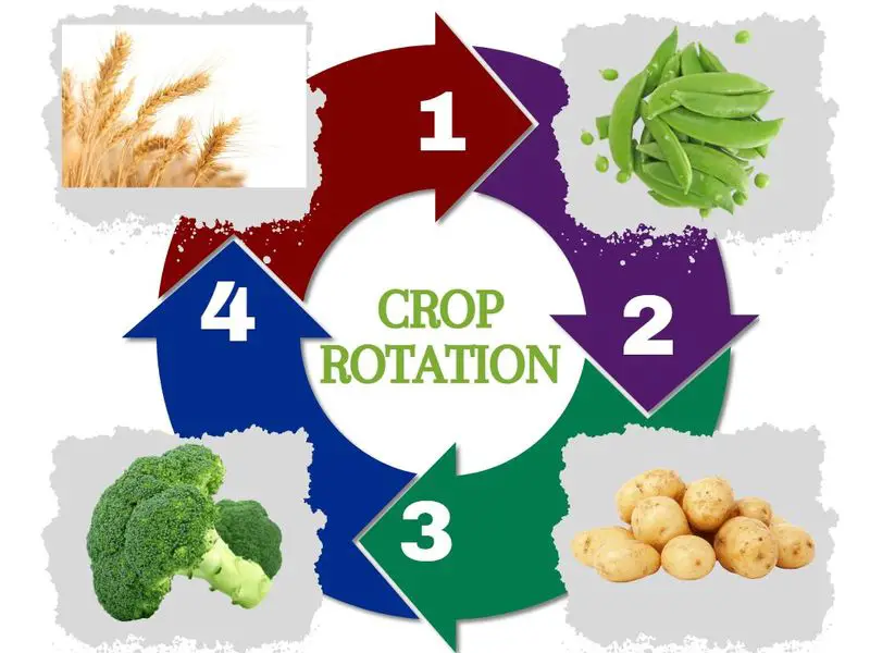 7 reasons to invest time in crop rotation
