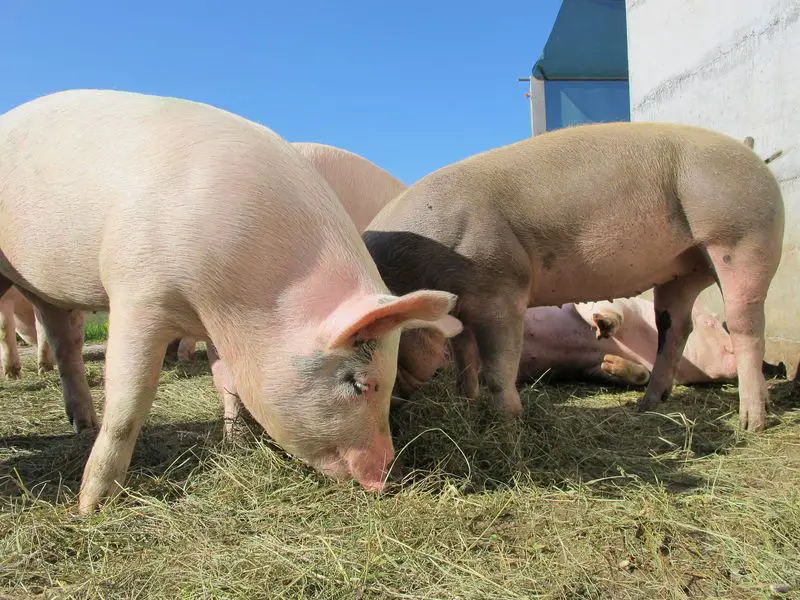 Pigs can be a great addition to a hobby farm, but it's important to understand their care requirements and potential challenges.