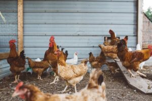 Hobby farm: Rear your own livestock and grow your vegetables sustainably