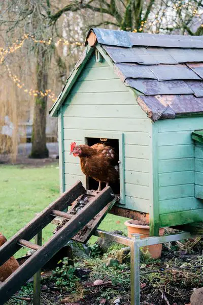 Raising your own chickens for eggs and meat can be a sustainable hobby farm activity