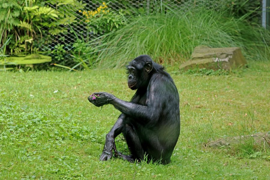 A captive Bonobo