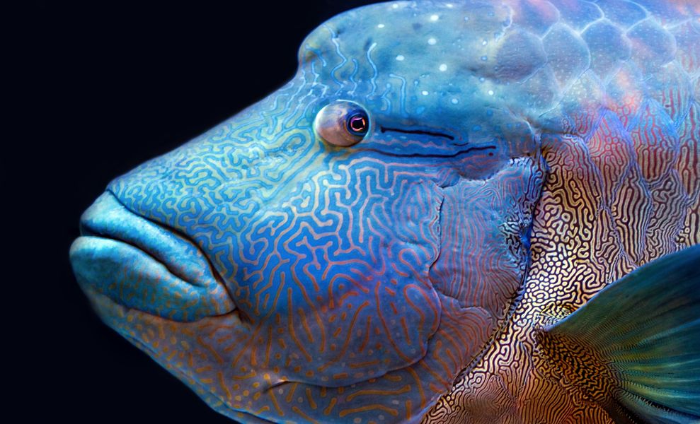Also called napoleon wrasse, the humphead wrasse is an endangered fish