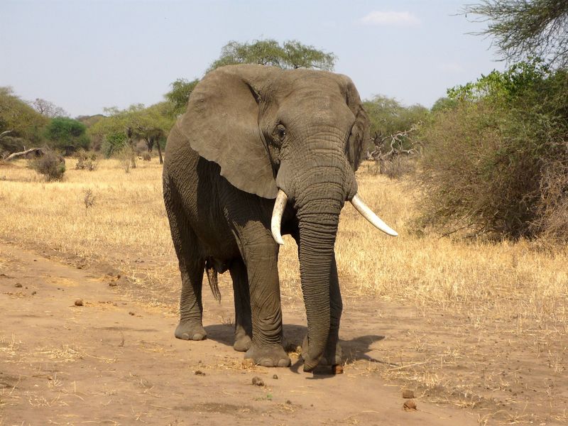 African elephants, one of the species considered endangered