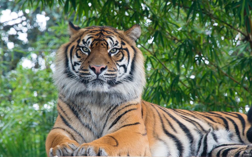 Bengala tiger