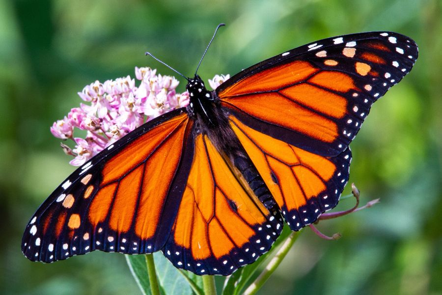 Monarch butterfly is the only insect in the endangered species list