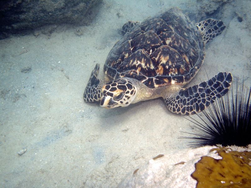 Sea animals are aso endagered, like sea turtles and in particular the Hawksbill Turtle