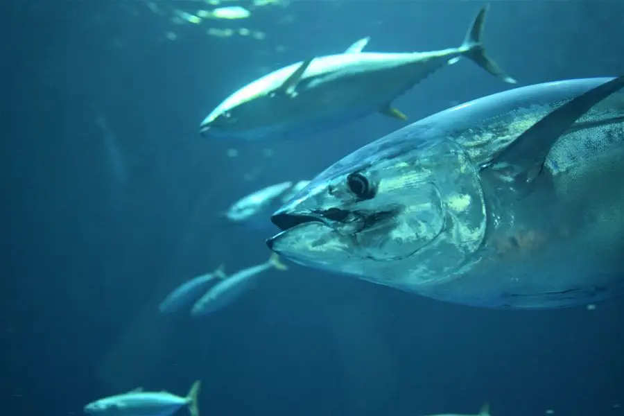 Tuna are endangered because of overfishing