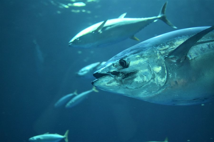 Tuna are endangered because of overfishing
