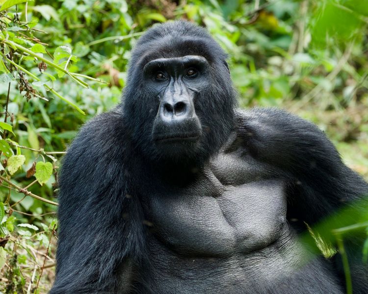 Mountain Gorilla are one of the most famous endangered species