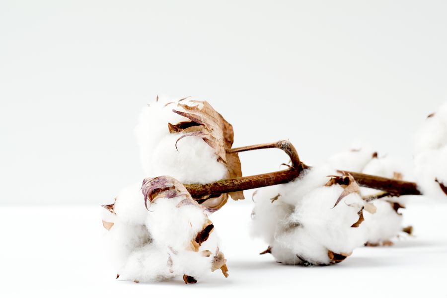 Cotton is a naturl fiber
