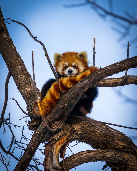 Red Panda endangered