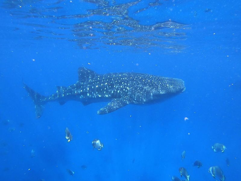 Whale shark, very famous and endangered biggest non-cetaceous sea animal