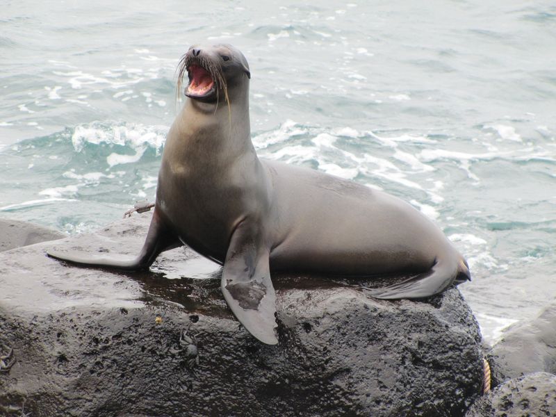 Sea lions in galapagos