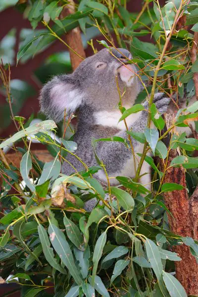 Koaas eat eucalyptus leaves - A toxic feed but they are adapted.