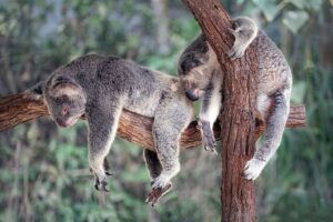 Koala Brain is tiny. Are they dumb?