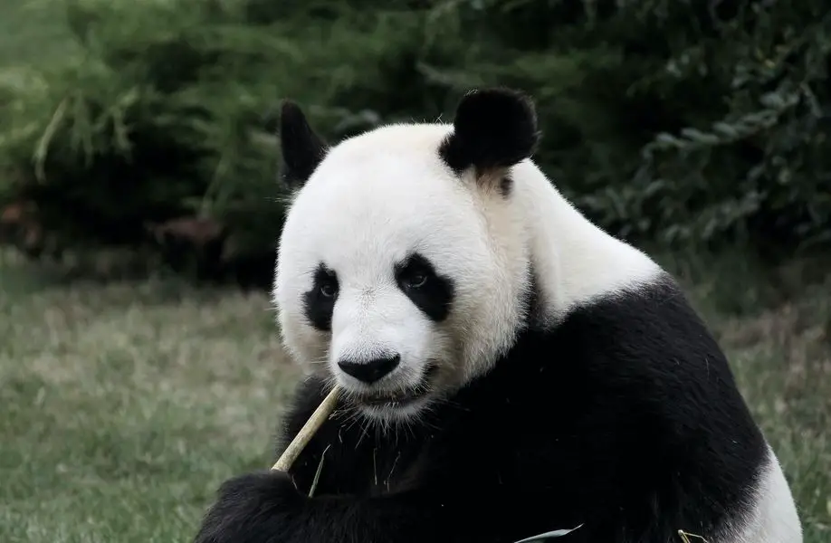 Giant panda is at risk of exctinction