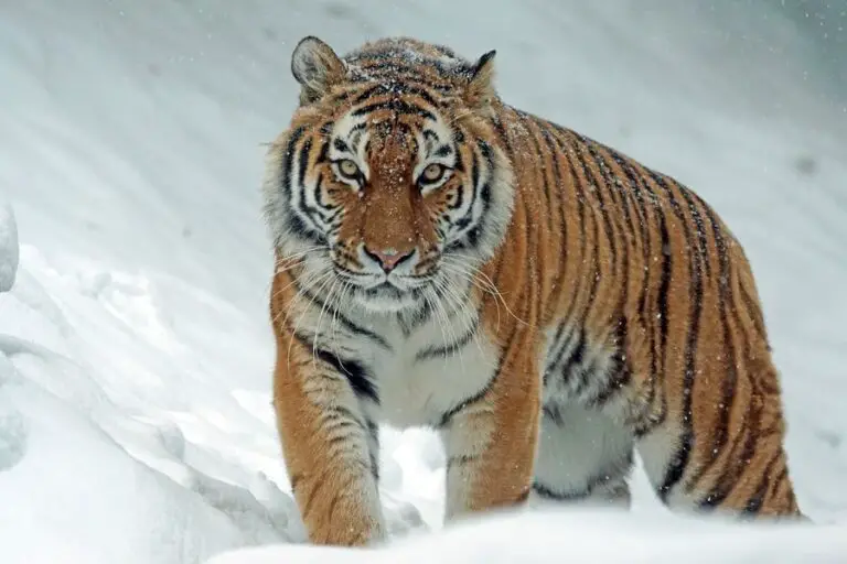 Siberian tiger