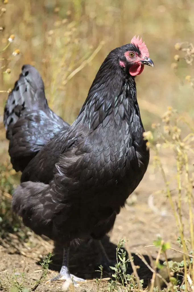 Australorps