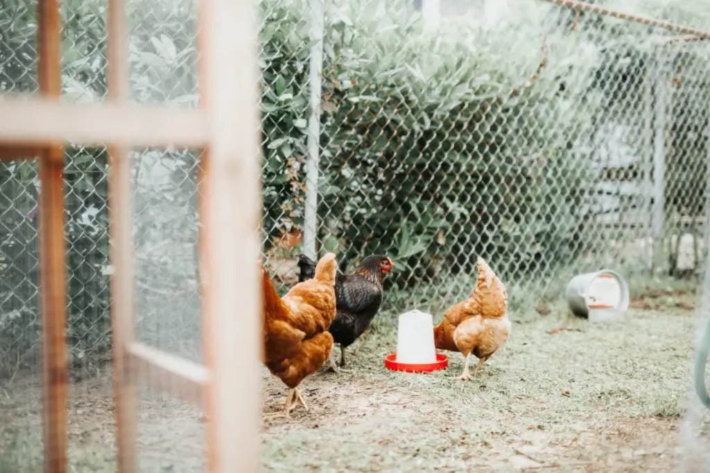 chickens feeding