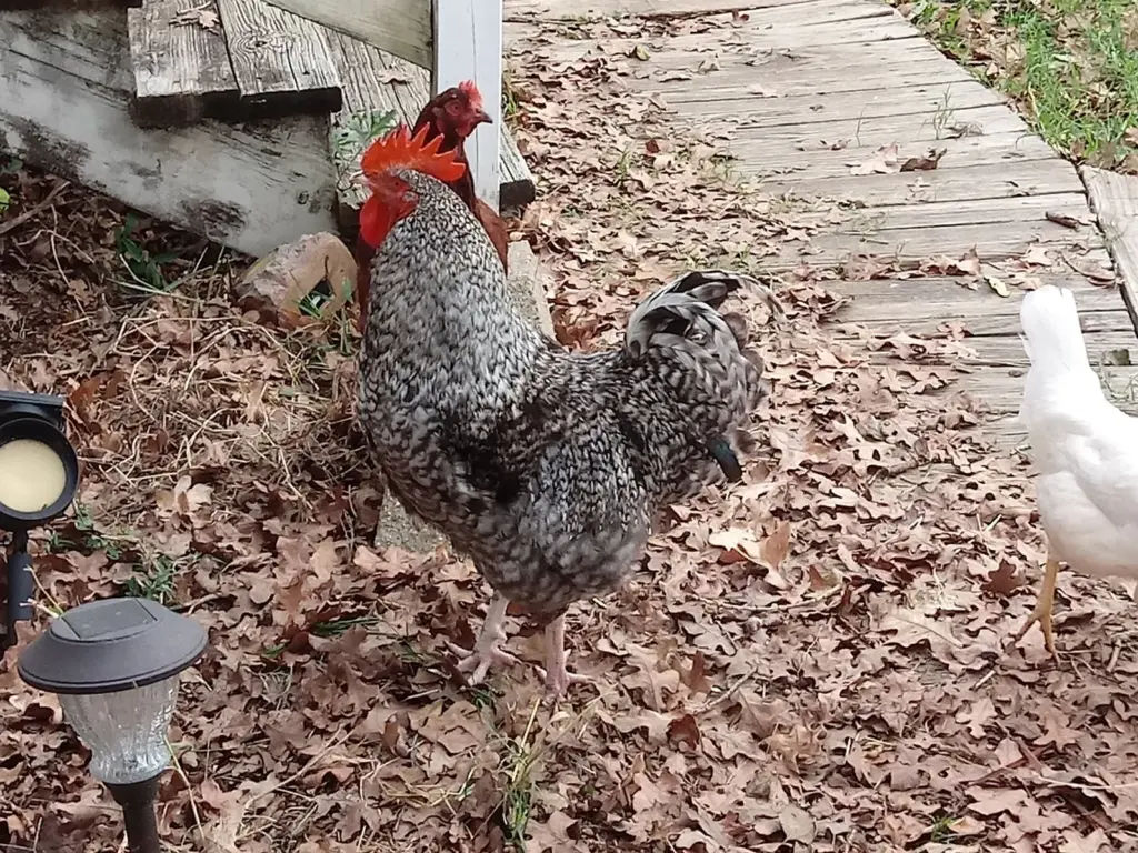 Plymouth Rocks (Barred Rocks)