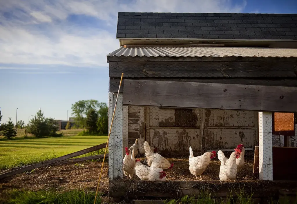 chicken-coop