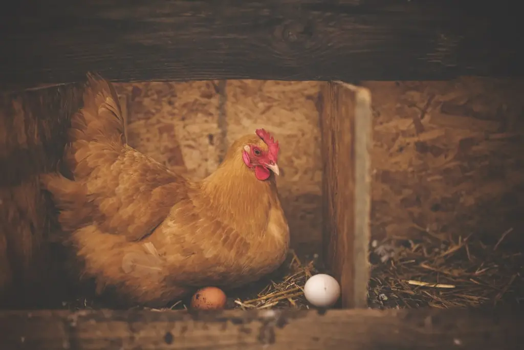 Inside a chicken coop