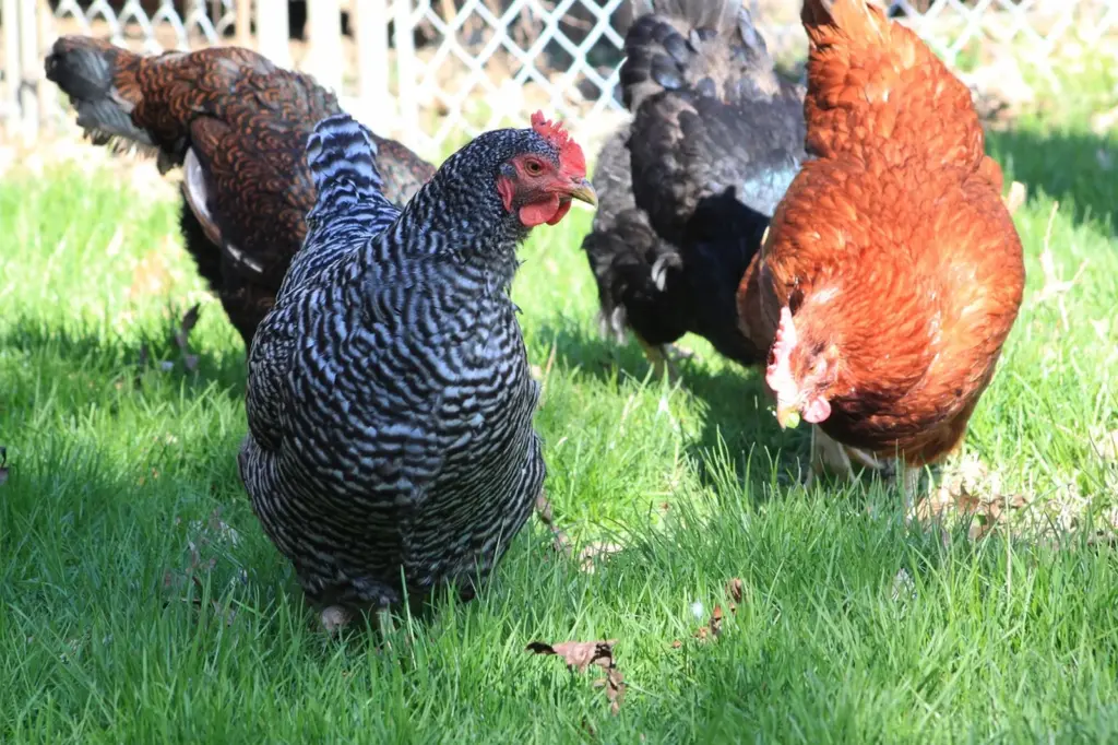 chickens grazing