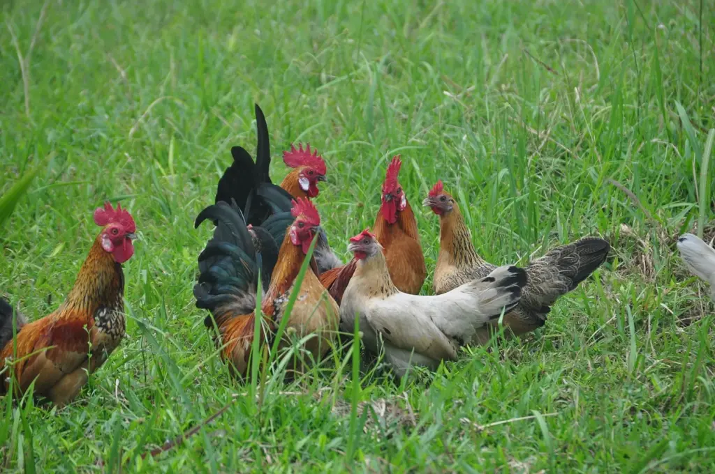 chickens-on pasture