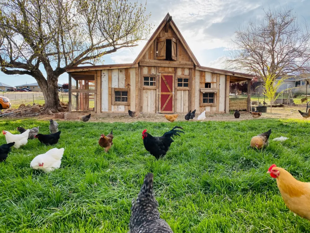 Raising Chickens On Pasture