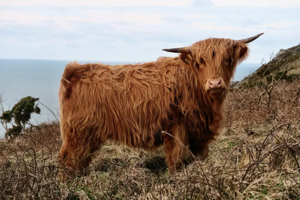 20 Fascinating Facts About The Highland Cow