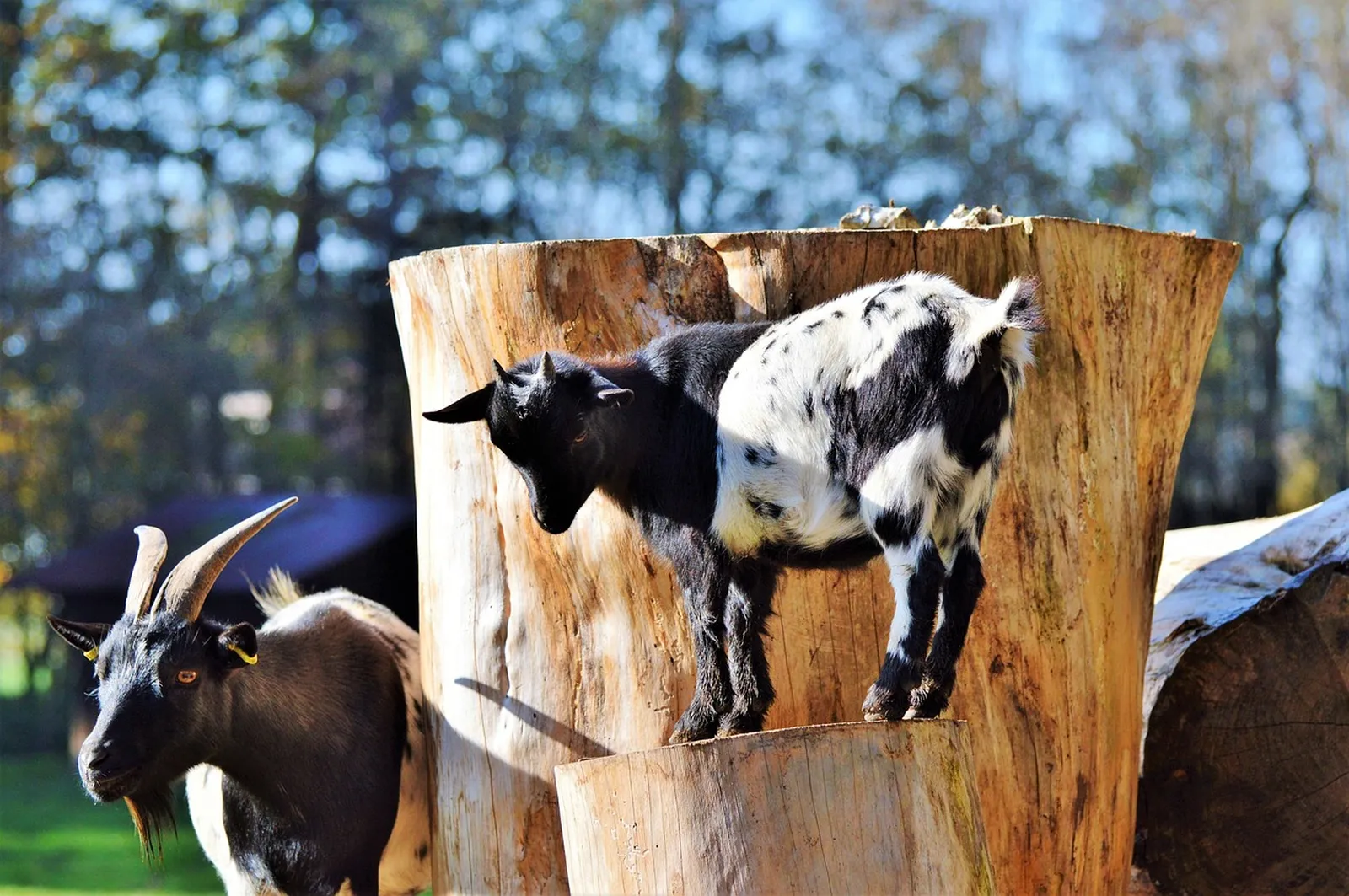 Goat Kids Care and Management: A Comprehensive Guide