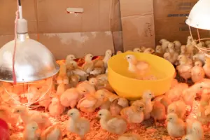 Chicks management