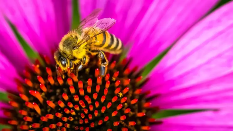 Honey bee harvesting nectar