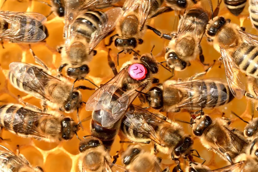 Queen, drones and worker bee constitute the beehive