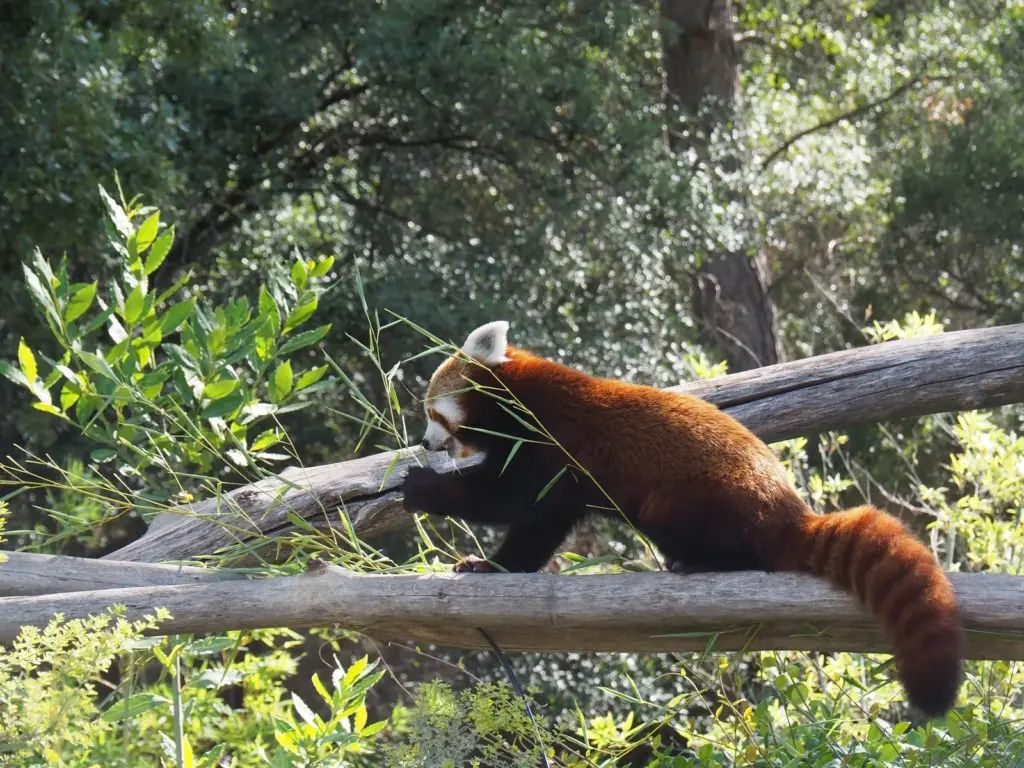 Red Panda Flufy tails and eting bamboo