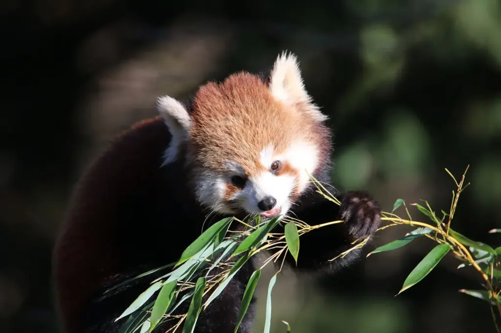 Red Panda diet is mainly bamboo