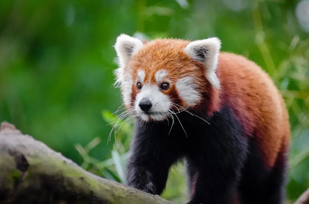 Red Panda - The Planet Journey
