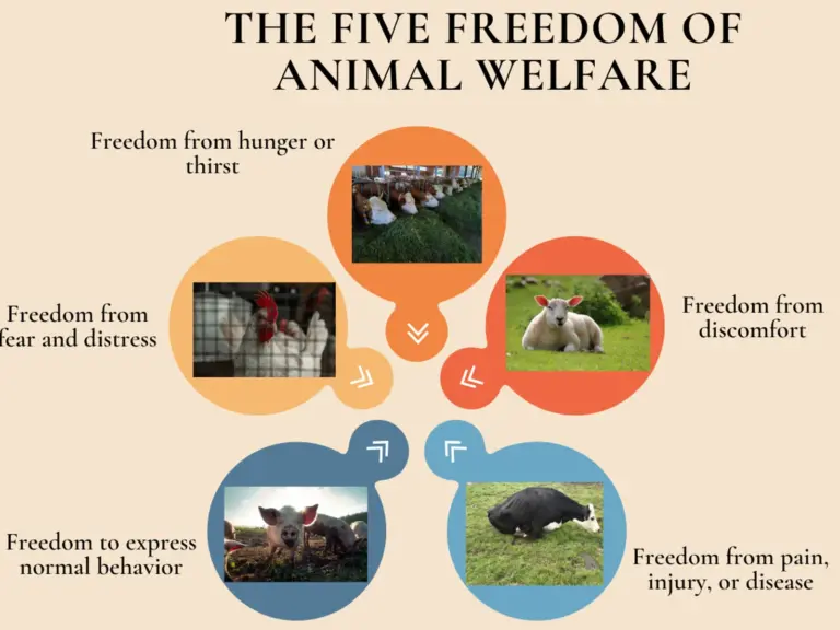 Animals Farming - The Five freedom of Animal Welfare