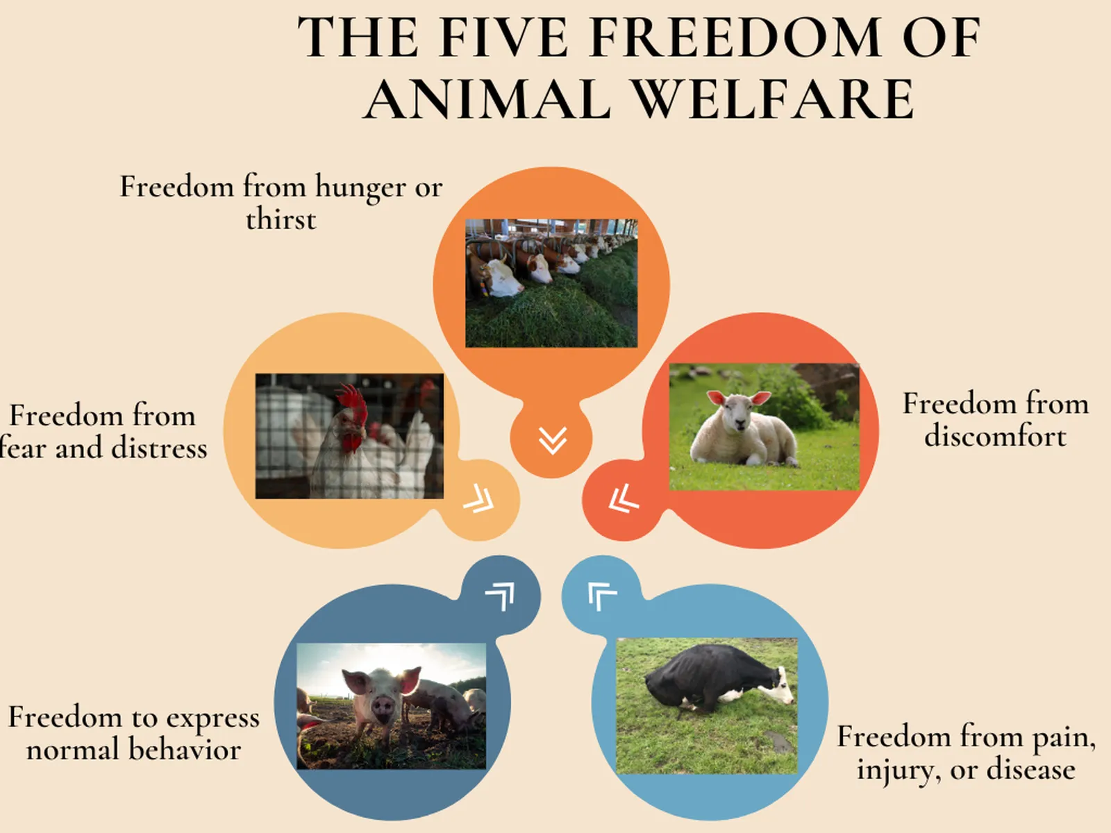 Regulation of Free-Range Systems for Chicken Health and Welfare – Debating  Science