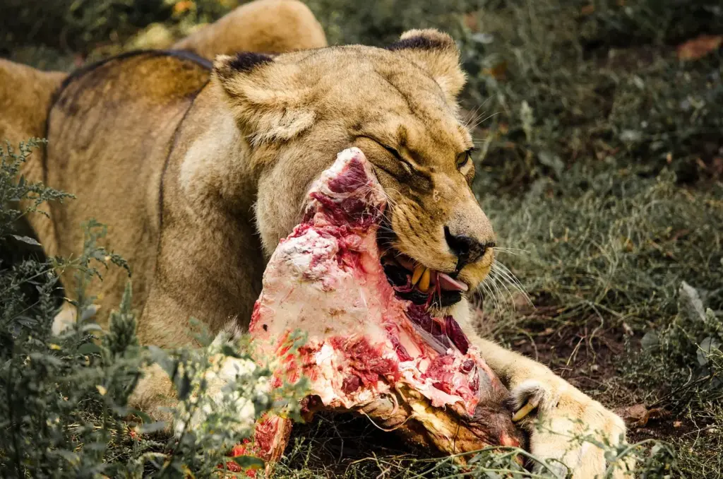 Lions food
