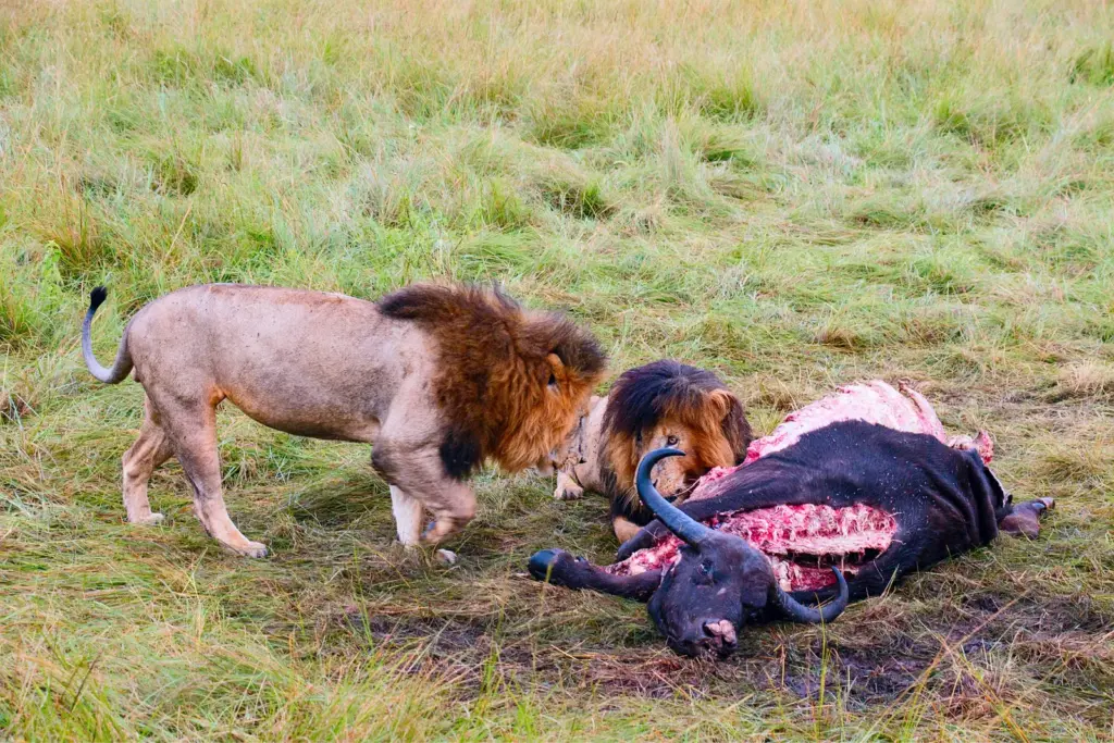 Male lions eat first