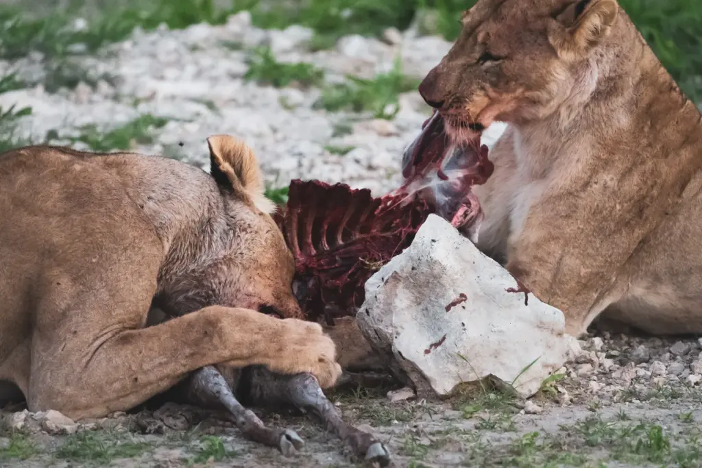 Lions eat the intestines of prey to absorb nutrients