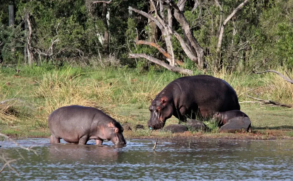 Hippos eat grass