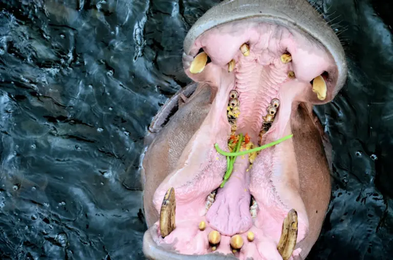 What do hippos eat?