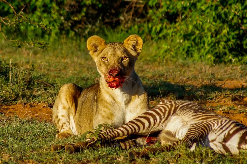 Lions hunt zebras